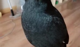 八哥最新爆料视频,揭秘娱乐圈惊人内幕！